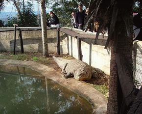 Visit a Croc Farm - Durban