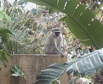 Garden Residents - African Dream B&B