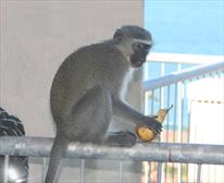 - Anchor Inn Self Catering Flats R190pp/sharing