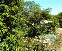  - Cabbage Tree Cottage  