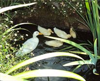  - Cabbage Tree Cottage  