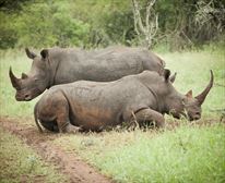 Watching us watching him - Rhino River Lodge
