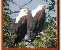 Eagles.