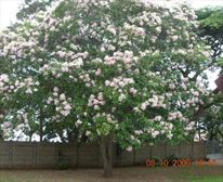  - Primrose Cottage