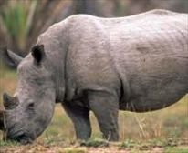 Rhino - Phinda Rock Lodge 