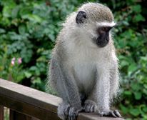 Monkey on the estate - Beachhaven at Prince's Grant