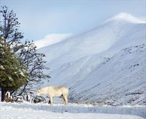 Snow, snow wonderful snow - KINMEL GUEST FARM & LODGE