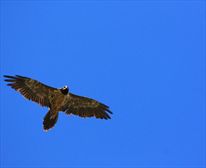 Bearded vulture as seen on Kinmel - KINMEL GUEST FARM & LODGE