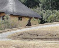  - Royal Natal National Park