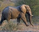 Addo Rest Camp, Addo Elephant Park Accommodation