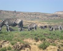 Zebra in Golden Gate Park - Glen Reenen Rest Camp