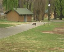 Baboon in campsite! - Glen Reenen Rest Camp