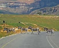 Golden Gate zebra crossing ;) - Highlands Mountain Retreat