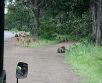 Sunset drive - Shingwedzi Camp