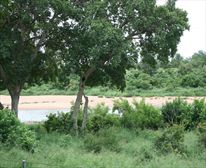 River View - Shingwedzi Camp
