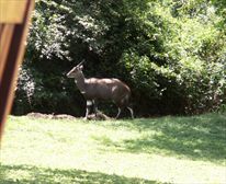 Picture 4/16 - Elephant Coast Guest House