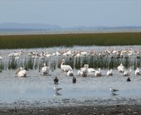 Wetlands - Nibela Lodge